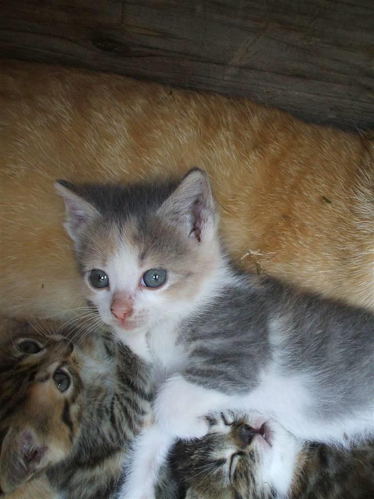 Huskat ¤Figaro¤ billede 4