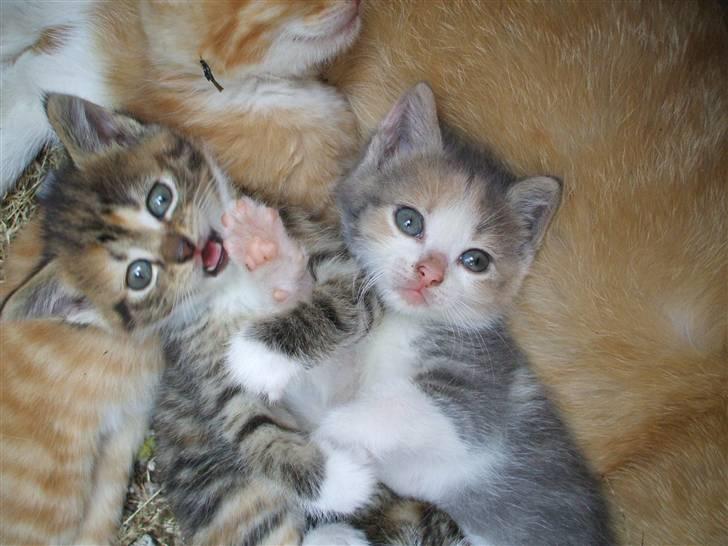 Huskat ¤Figaro¤ billede 5