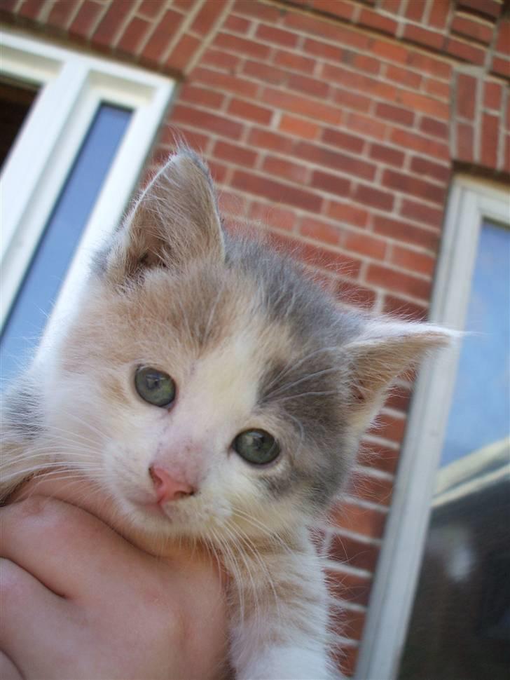 Huskat ¤Cleo¤ billede 1