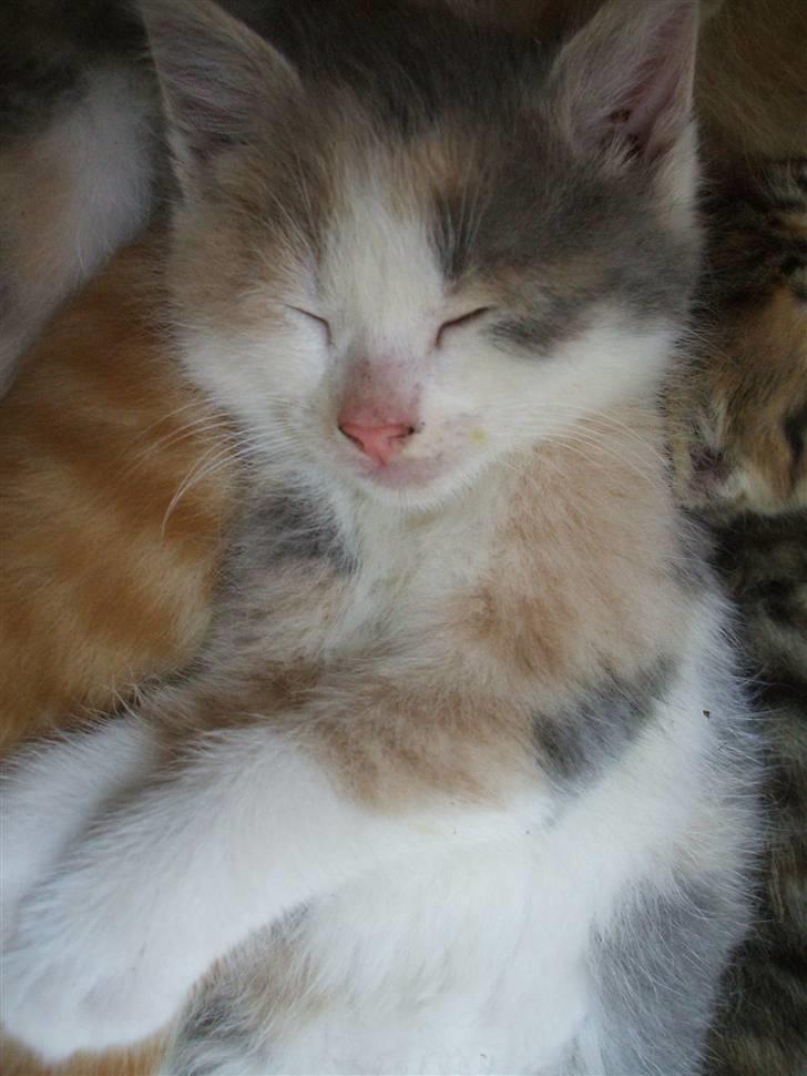 Huskat ¤Cleo¤ billede 2