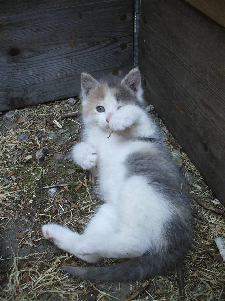 Huskat ¤Cleo¤ billede 3