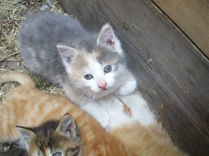 Huskat ¤Cleo¤ billede 4