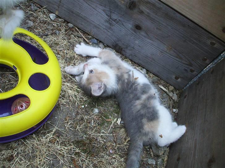 Huskat ¤Cleo¤ billede 5