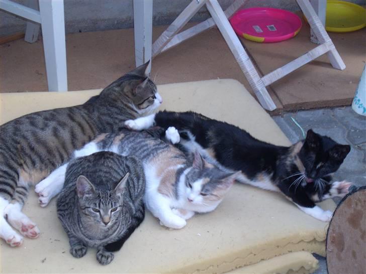 Blanding af racer Nille billede 12