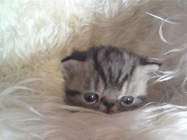 Exotic Pythagoras Talulah Baby billede 4