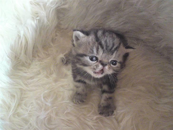 Exotic Pythagoras Talulah Baby billede 5