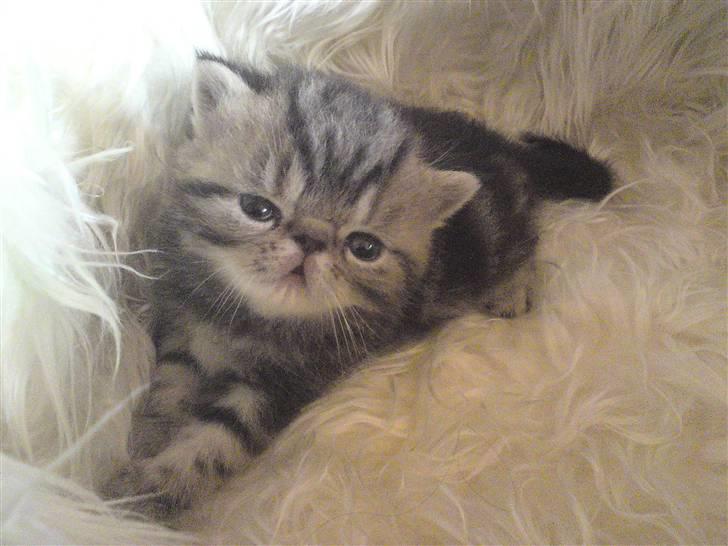 Exotic Pythagoras Talulah Baby billede 6