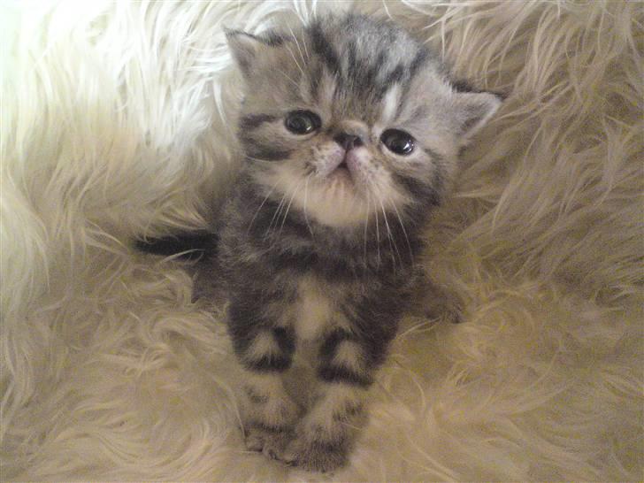 Exotic Pythagoras Talulah Baby billede 7