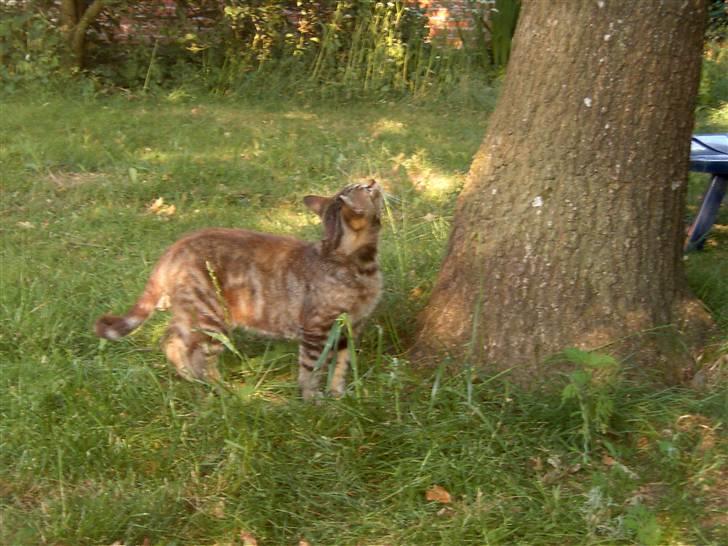 Blanding af racer Bamse billede 20