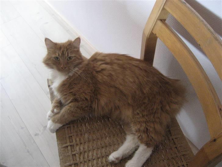 Blanding af racer R.I.P garfield  - ligger og dovner  billede 11