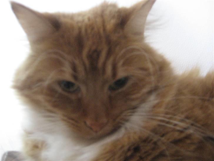 Blanding af racer R.I.P garfield  - XD billede 12