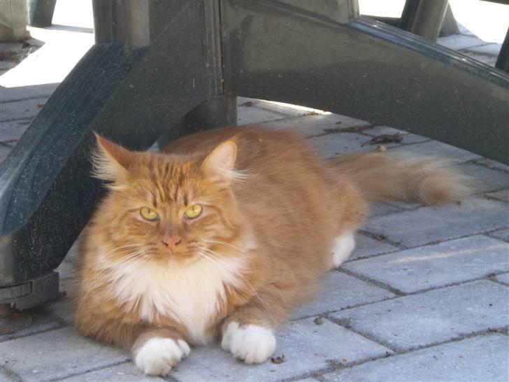 Blanding af racer R.I.P garfield  - fylder der er kommet ud  billede 13