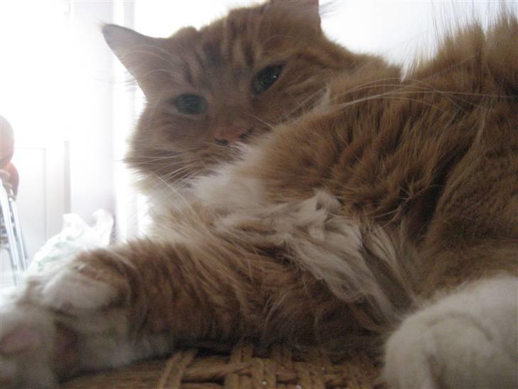 Blanding af racer R.I.P garfield  - fyldter dovner  billede 14