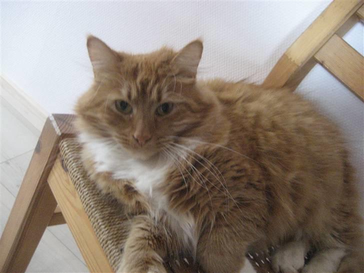 Blanding af racer R.I.P garfield  - fyldter dovner  billede 15