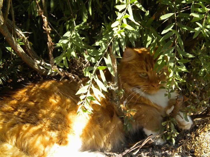 Blanding af racer R.I.P garfield  - garfild der var ude 3 dage for han blev kørt ned :`( billede 16