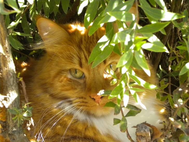 Blanding af racer R.I.P garfield  - det aller sidste billed af garfild inden han døde  billede 17