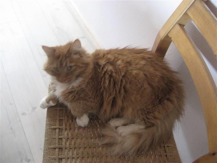 Blanding af racer R.I.P garfield  - dovner billede 18