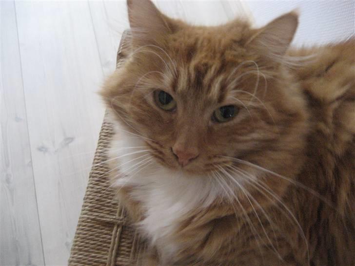 Blanding af racer R.I.P garfield  - hej hej med dig dig  billede 19