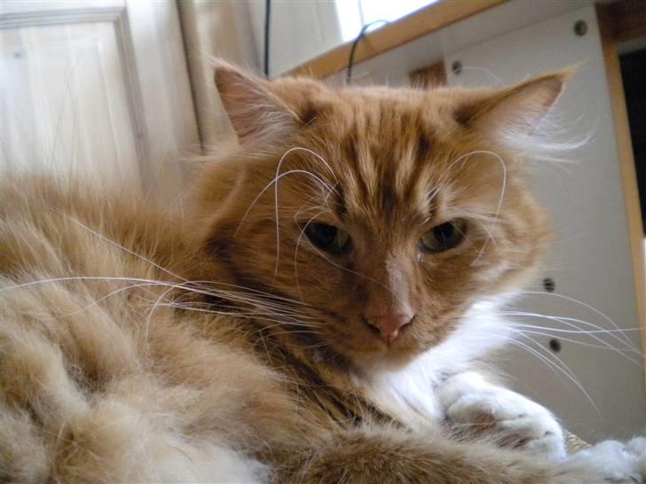 Blanding af racer R.I.P garfield  - hehe XD fylder billede 20