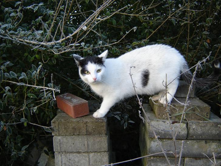 Huskat Whiskey billede 1