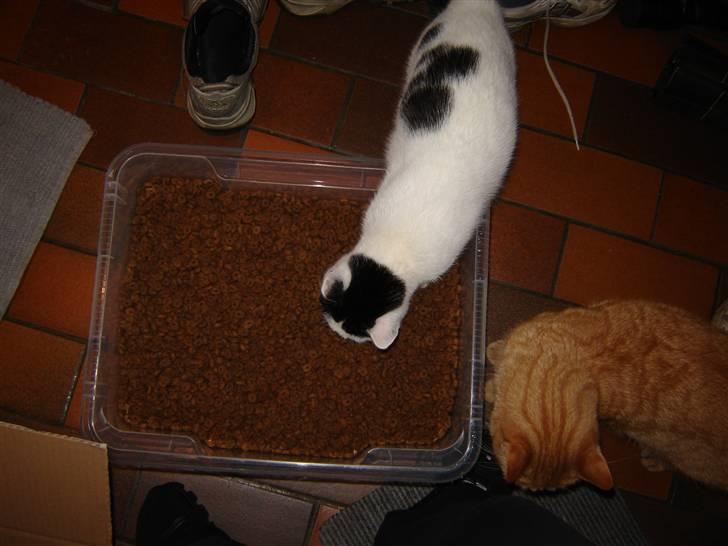 Huskat Whiskey billede 2