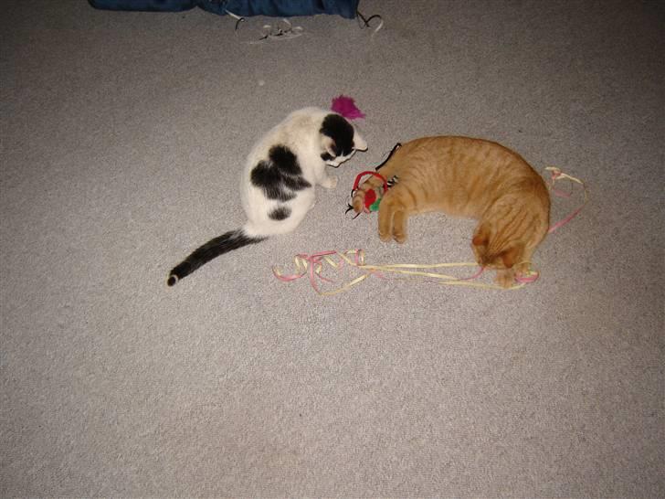 Huskat Whiskey billede 4