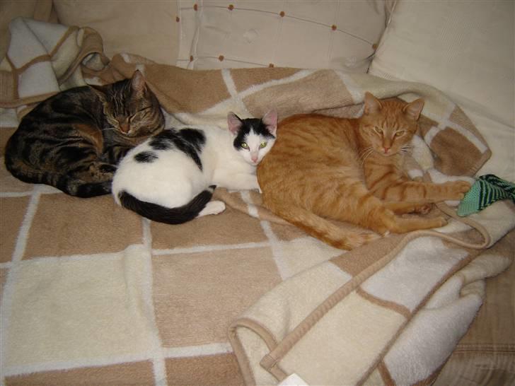 Huskat Whiskey billede 5