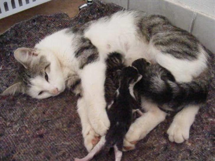 Blanding af racer Pussy billede 14