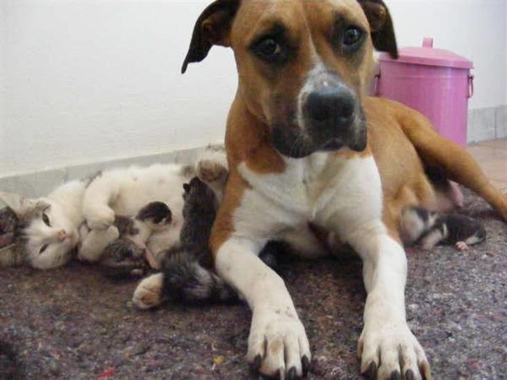 Blanding af racer Pussy - Pussy har en "liv vagt" der er skam ingen der skal komme og gøre disse killinger noget. billede 15