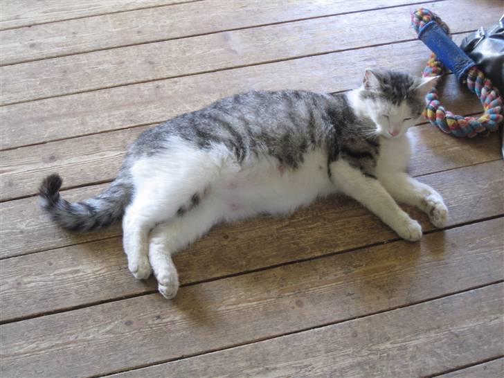 Blanding af racer Pussy - Pussy med en 2 uger gammel hvalp billede 16