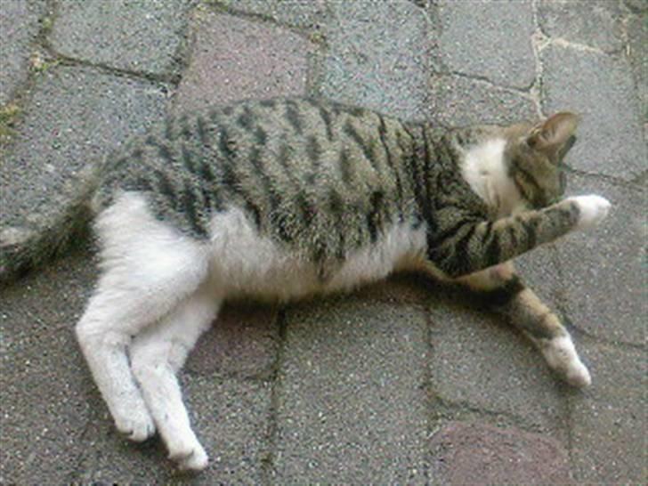 Blanding af racer Lille mis / Freja billede 12