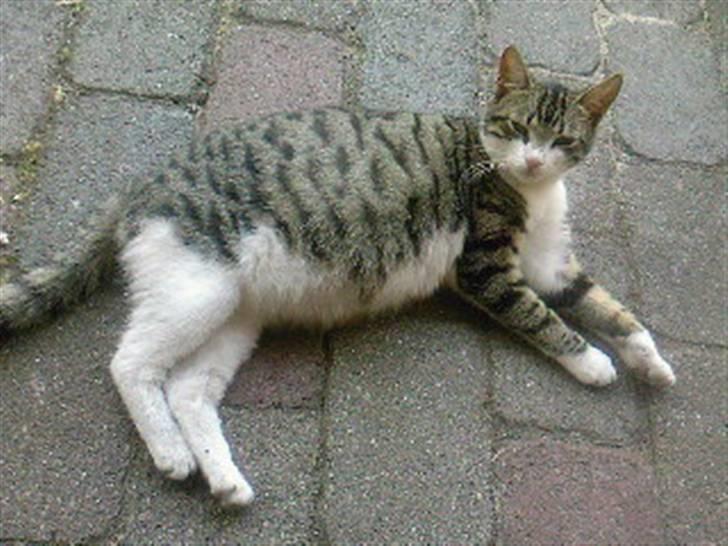 Blanding af racer Lille mis / Freja - Uhhh det er så hårdt at være med unger i den her varme... billede 13