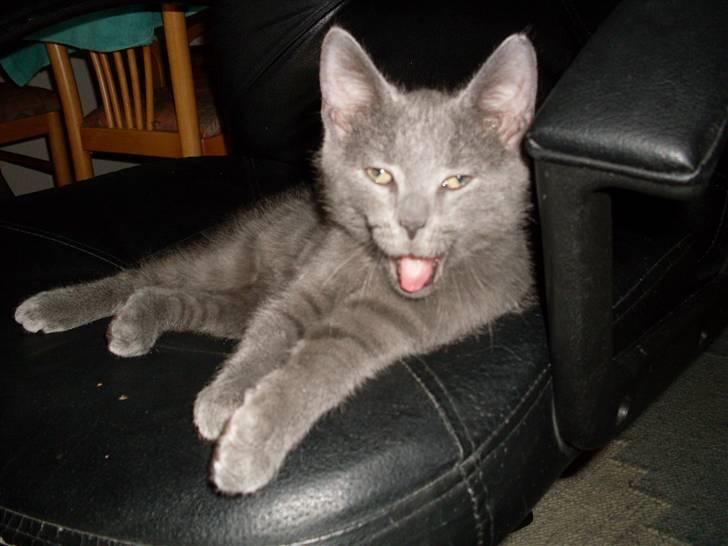 Blanding af racer laban billede 10