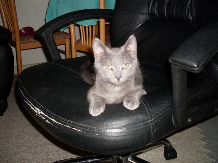 Blanding af racer laban billede 11