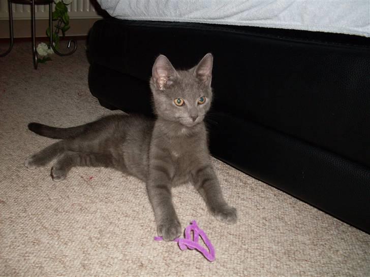 Blanding af racer laban billede 13