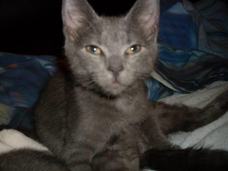 Blanding af racer laban billede 14