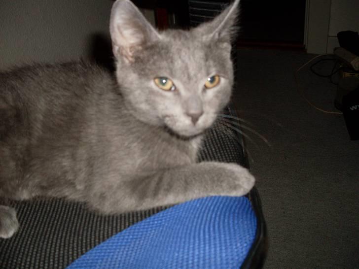 Blanding af racer laban billede 15