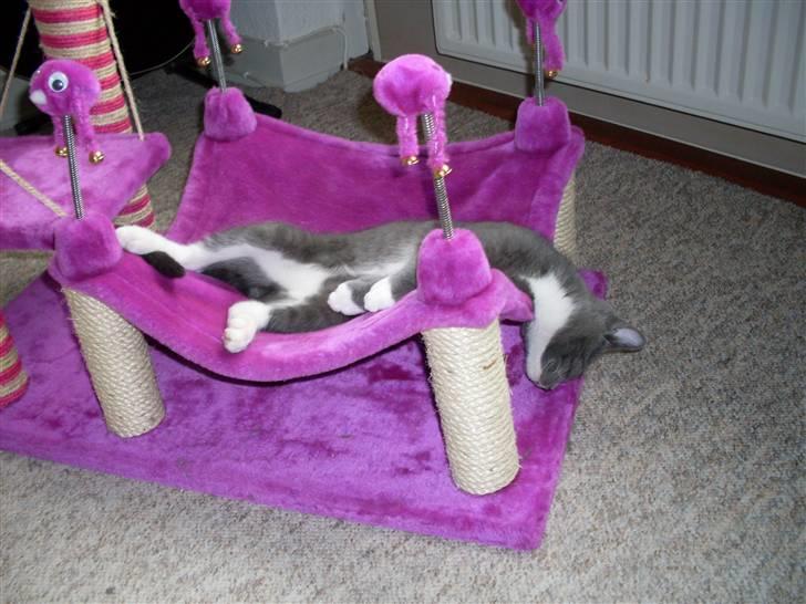 Blanding af racer bølle billede 7