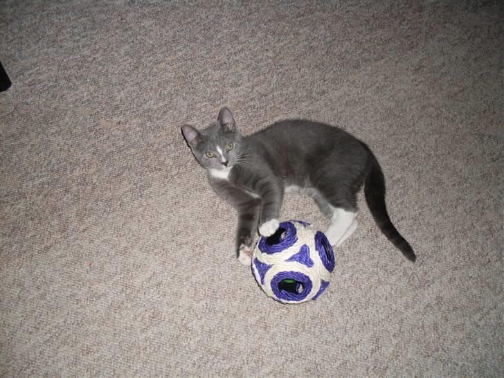 Blanding af racer bølle billede 8