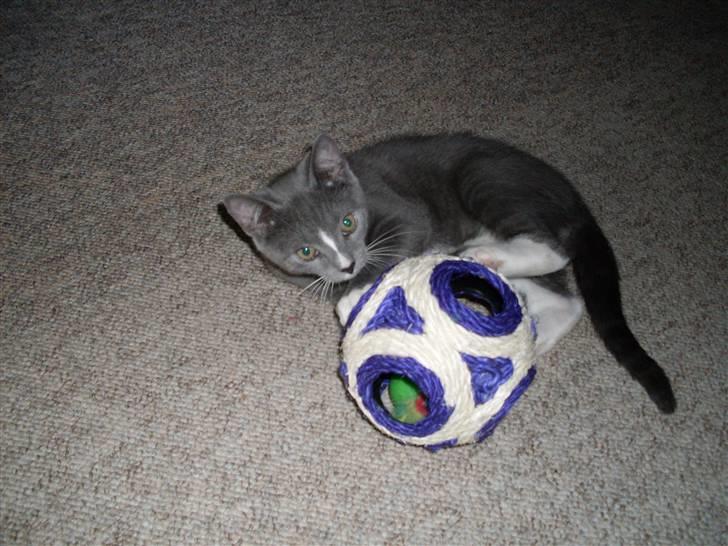 Blanding af racer bølle billede 9