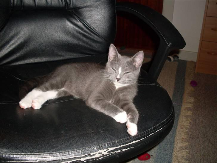 Blanding af racer bølle billede 10