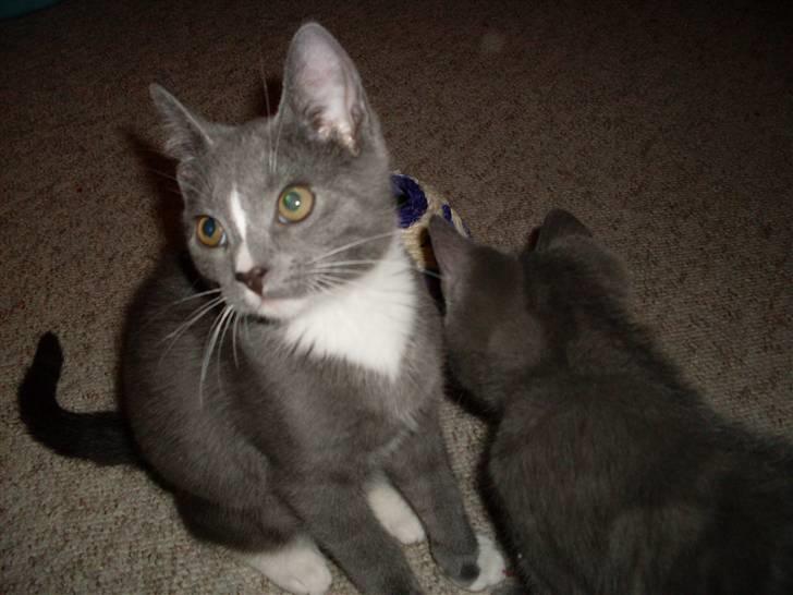 Blanding af racer bølle billede 11