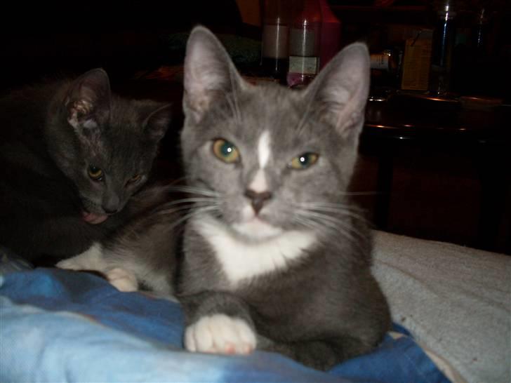 Blanding af racer bølle billede 12