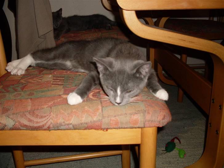 Blanding af racer bølle billede 13