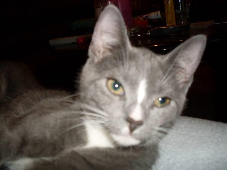 Blanding af racer bølle billede 14