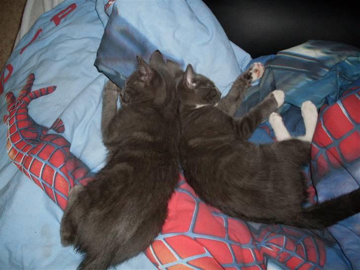 Blanding af racer bølle billede 15