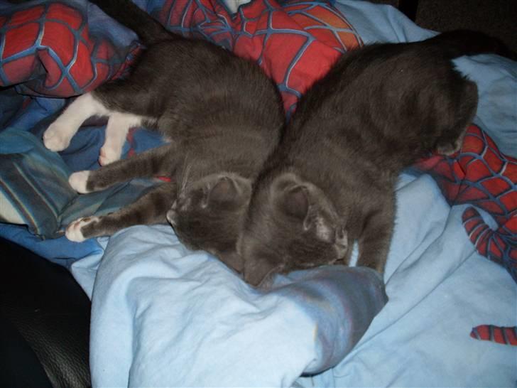 Blanding af racer laban billede 16