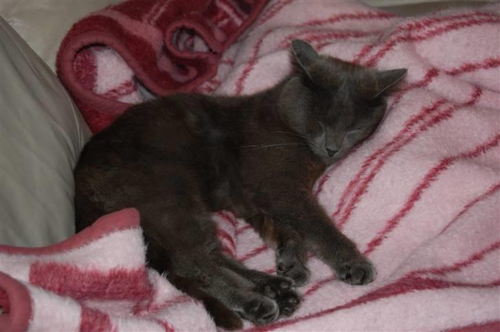 Huskat Isak billede 13