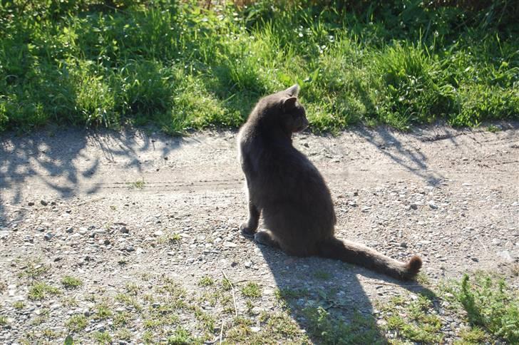 Huskat Isak billede 14