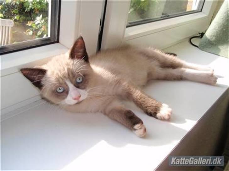 Huskat Lucca Lemon billede 2